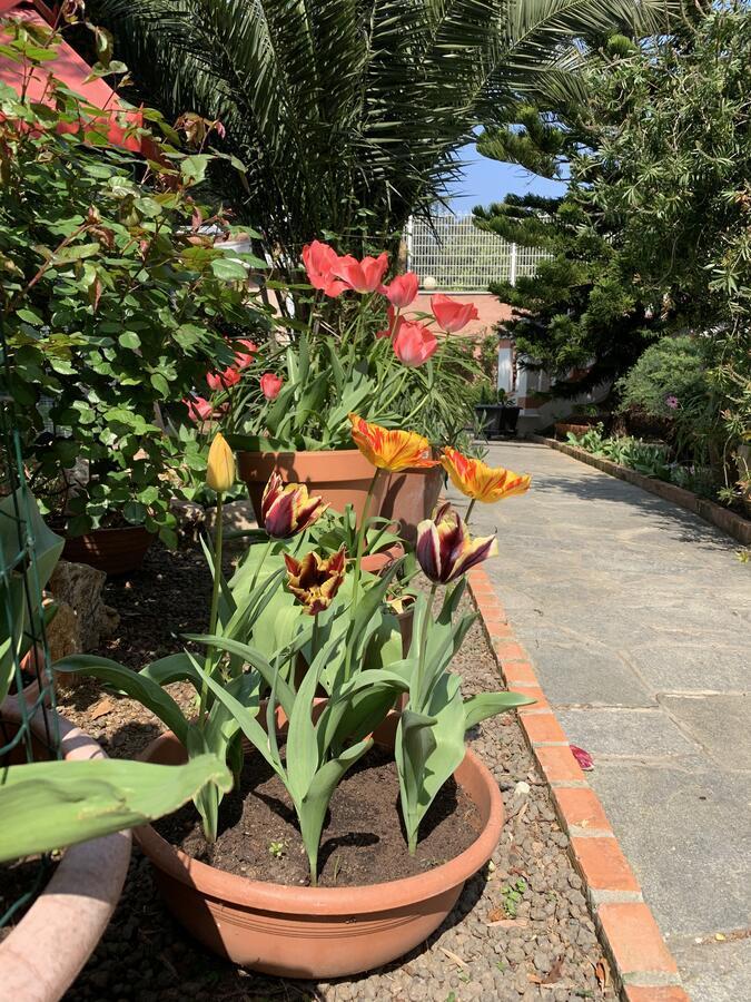 Resort Dependance Di Villa Rosa Maria Σαβόνα Εξωτερικό φωτογραφία